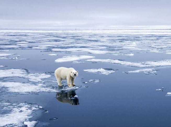 Orso polare vicino all’acqua.